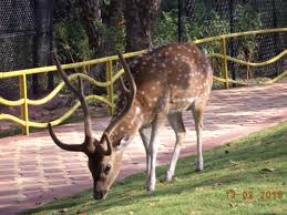 deers nzp