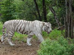white tiger nzp